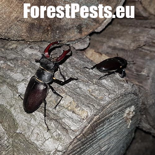 Roh&aacute;č obyčajn&yacute; 