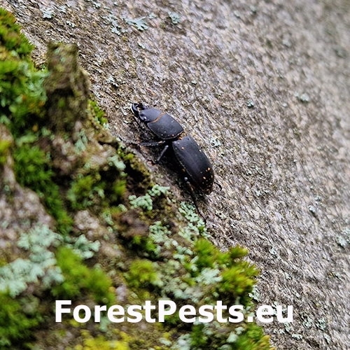 Roháčik obyčajný