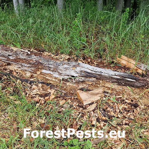 Roháčik obyčajný