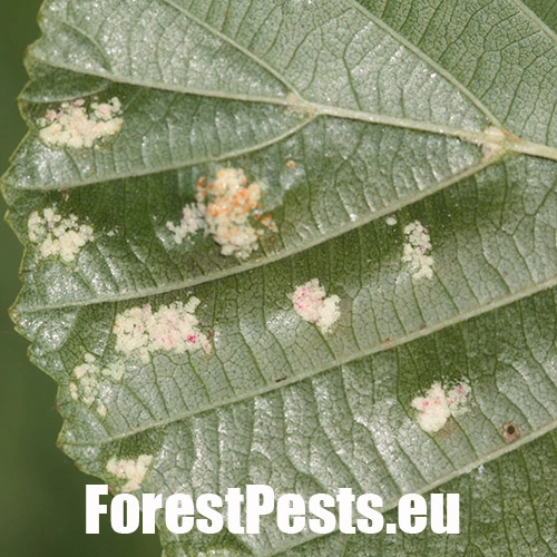 Roztoč Aceria brevitarsa brevitarsa