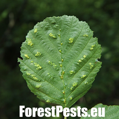 Roztoč Aceria brevitarsa brevitarsa