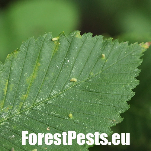 Roztoč Aceria campestricola