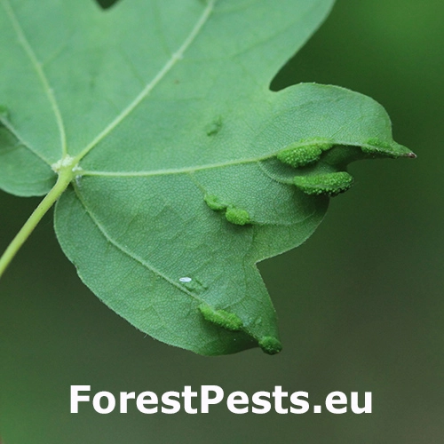 Roztoč Aceria carinifex