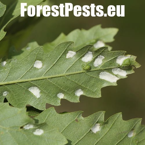 Roztoč Aceria cerreus