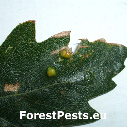 Roztoč Aceria cerreus