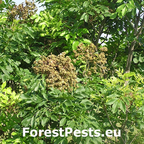 Roztoč Aceria fraxinivora