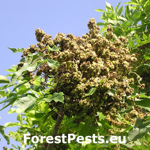 Roztoč Aceria fraxinivora