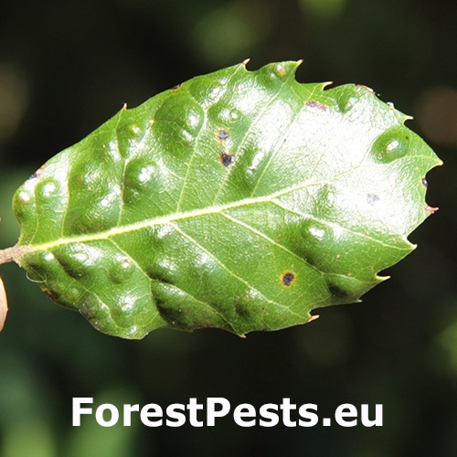 Roztoč Aceria ilicis