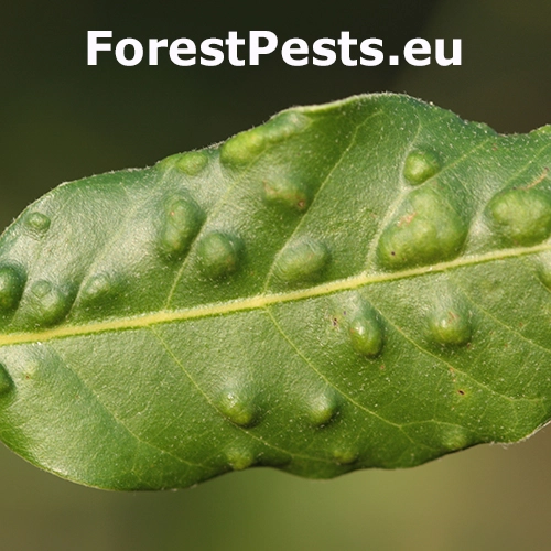 Roztoč Aceria ilicis