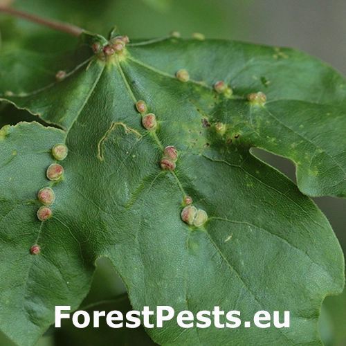Roztoč Aceria macrochela 
