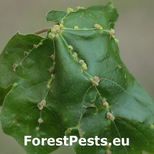Roztoč Aceria macrochela 