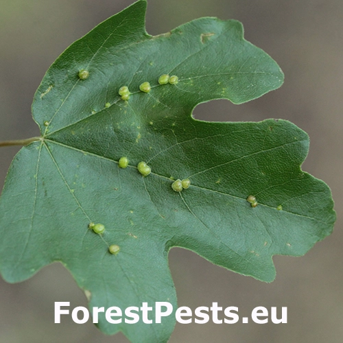 Roztoč Aceria macrochela 