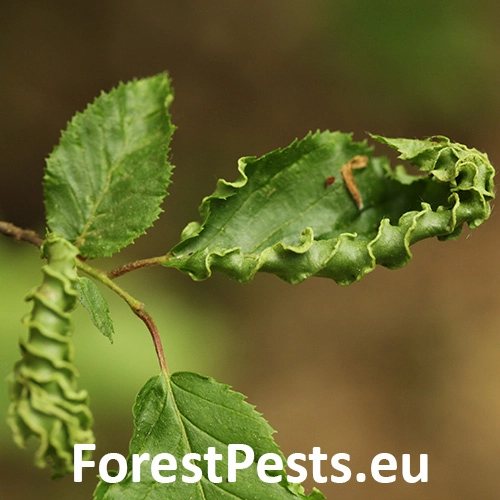 Roztoč Aceria macrotrichus