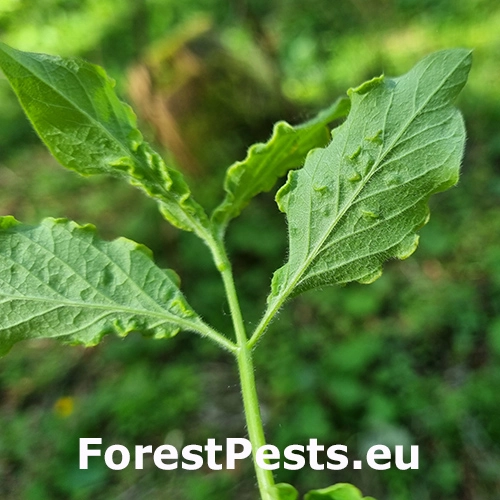 Roztoč Aculus xylostei