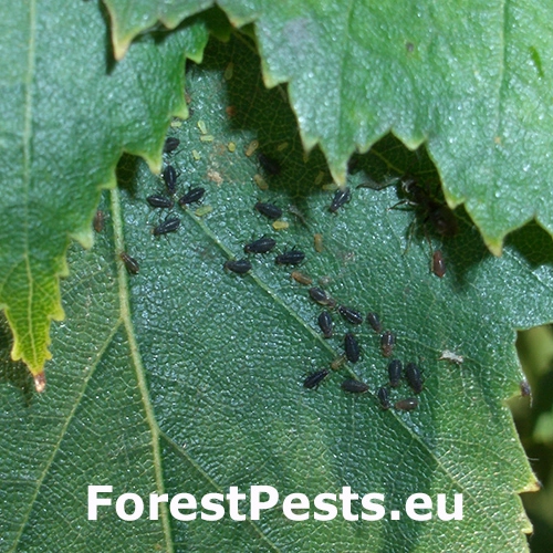 Roztoč Cecidophyopsis psilaspis
