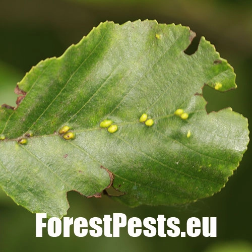 Roztoč Eriophyes inangulis