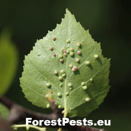 Roztoč Eriophyes leionotus