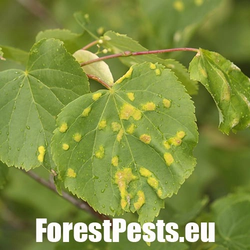 Roztoč Eriophyes leiosoma = exilis