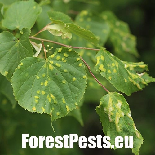 Roztoč Eriophyes leiosoma = exilis