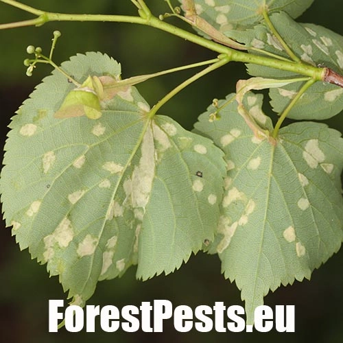 Roztoč Eriophyes leiosoma = exilis