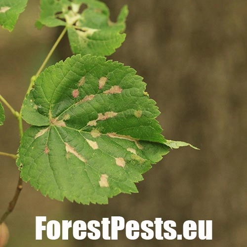 Roztoč Eriophyes nervalis