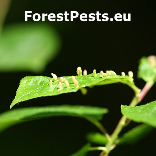 Roztoč Eriophyes padi