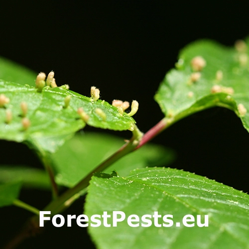 Roztoč Eriophyes padi