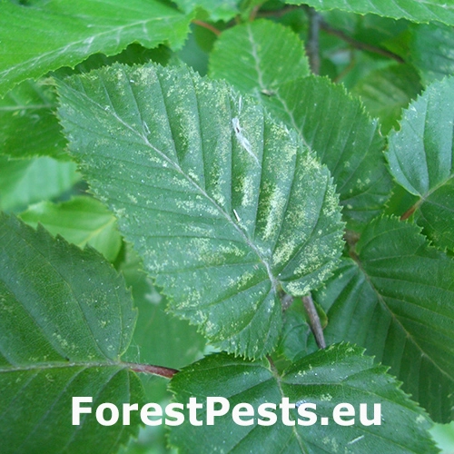 Roztoč hrabov&yacute;