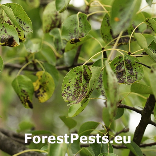 Roztoč hru&scaron;kov&yacute;