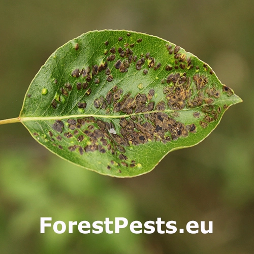 Roztoč hru&scaron;kov&yacute;