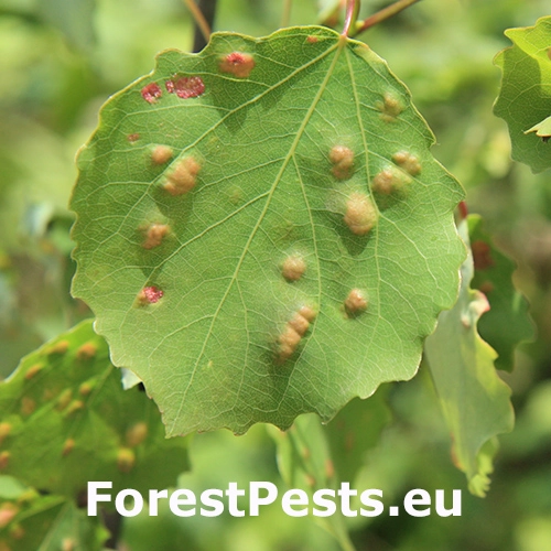 Roztoč Phyllocoptes populi