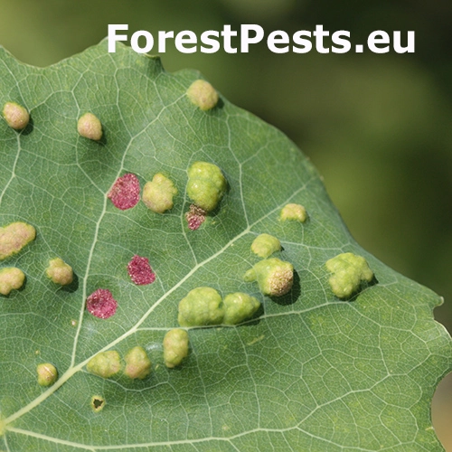 Roztoč Phyllocoptes populi