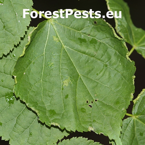 Roztoč Phytoptus tetratrichus