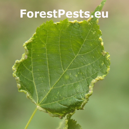 Roztoč Phytoptus tetratrichus