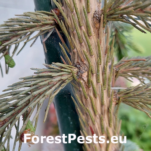 Roztoč smrekov&yacute;