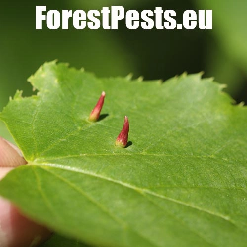 Roztoč Vlnovn&iacute;k lipov&yacute;