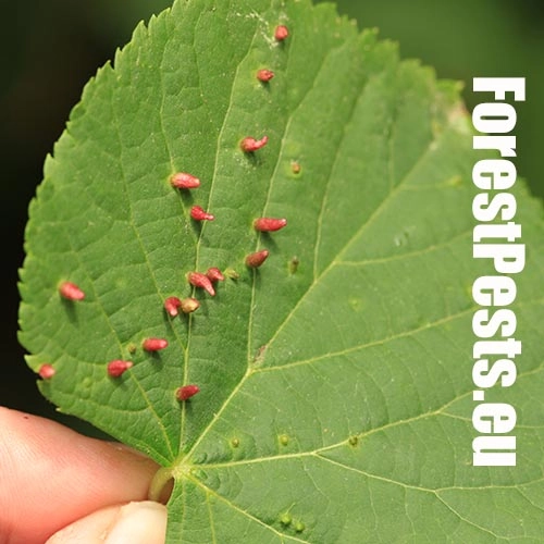 Roztoč Vlnovn&iacute;k lipov&yacute;