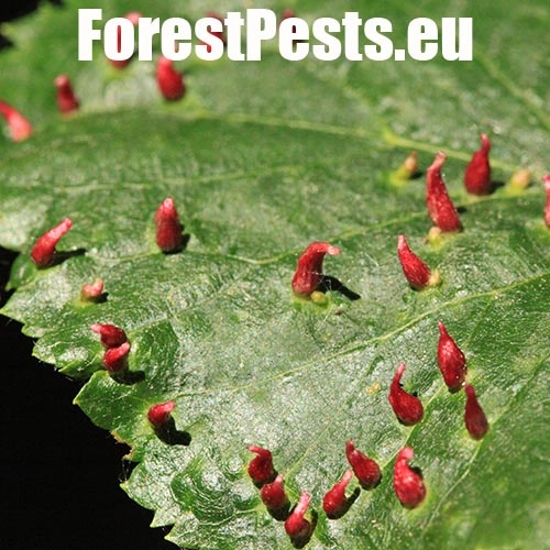 Roztoč Vlnovn&iacute;k lipov&yacute;