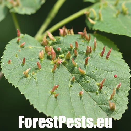 Roztoč Vlnovn&iacute;k lipov&yacute;