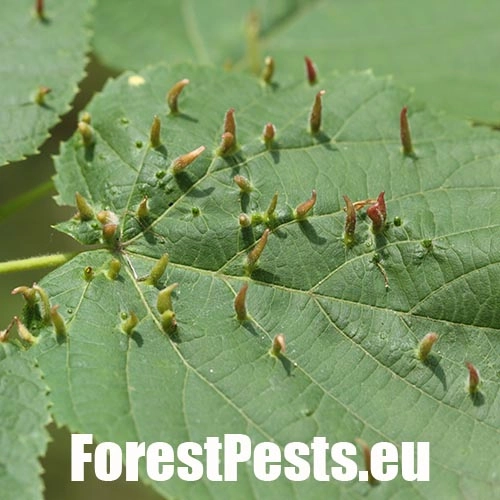 Roztoč Vlnovn&iacute;k lipov&yacute;