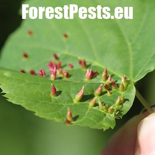 Roztoč Vlnovn&iacute;k lipov&yacute;