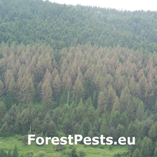 R&uacute;rkovček smrekovcov&yacute; 