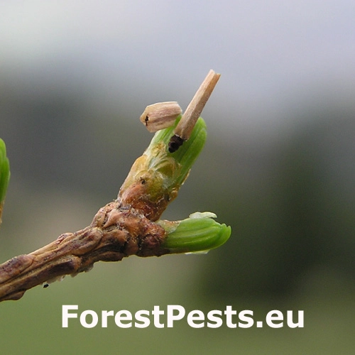 R&uacute;rkovček smrekovcov&yacute; 