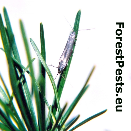 R&uacute;rkovček smrekovcov&yacute; 