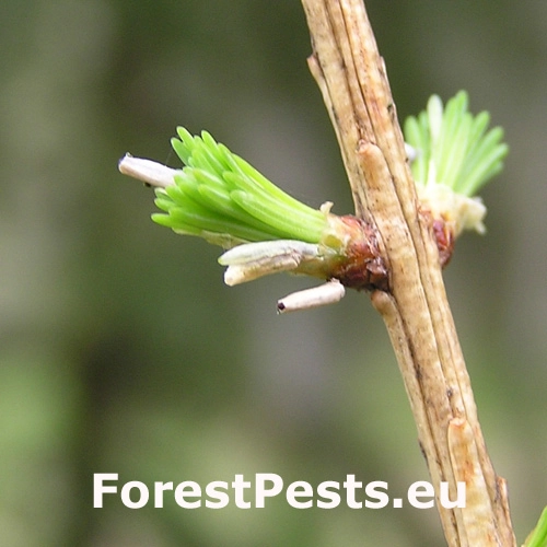 R&uacute;rkovček smrekovcov&yacute; 