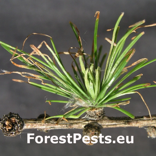 R&uacute;rkovček smrekovcov&yacute; 