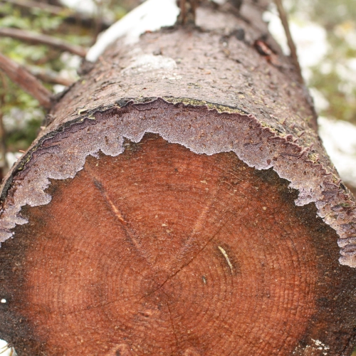 Ryhovec jedľov&yacute;