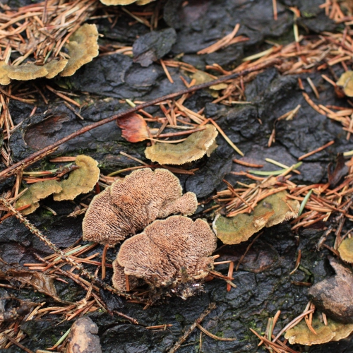 Ryhovec jedľov&yacute;