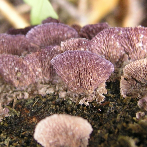 Ryhovec jedľov&yacute;