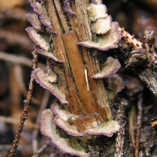 Ryhovec jedľov&yacute;